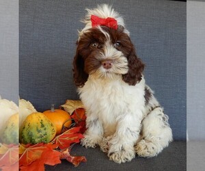 Cockapoo Puppy for sale in MILLERSBURG, OH, USA