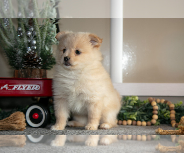 Medium Photo #3 Pomeranian Puppy For Sale in NAPPANEE, IN, USA