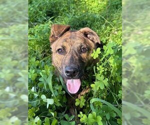 Labrador Retriever-Unknown Mix Dogs for adoption in Chula Vista, CA, USA