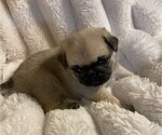 Small Photo #2 Pug Puppy For Sale in ZEBULON, NC, USA