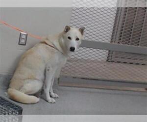 German Shepherd Dog-Unknown Mix Dogs for adoption in Pasadena, TX, USA