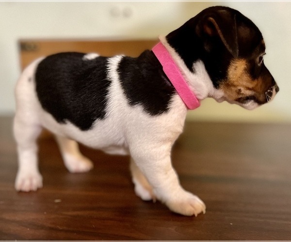 Medium Photo #11 Jack Russell Terrier Puppy For Sale in FORT PIERCE, FL, USA