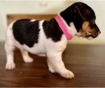 Small Photo #11 Jack Russell Terrier Puppy For Sale in FORT PIERCE, FL, USA
