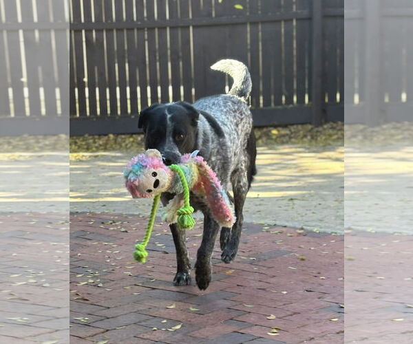 Medium Photo #1 Mutt Puppy For Sale in Dallas, TX, USA