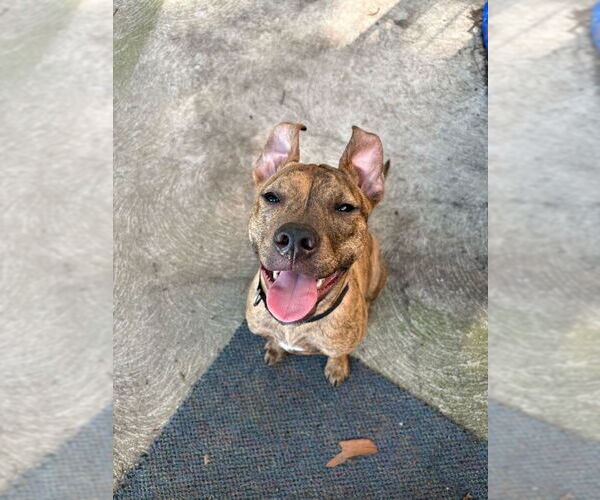 Medium Photo #5 Mutt Puppy For Sale in Philadelphia, PA, USA