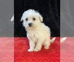 Small #2 Schnoodle (Standard)