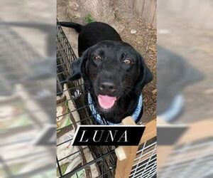 Luna 2 (TX) - Female Labrador Retriever-Unknown Mix Dog for Adoption - Photo #3