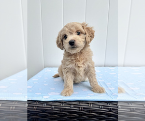 Goldendoodle mix (+ Poodle Miniature) Puppy for sale in CHESAPEAKE, VA, USA