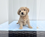 Small Goldendoodle mix (+ Poodle Miniature)