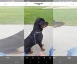 Small #9 Rottweiler