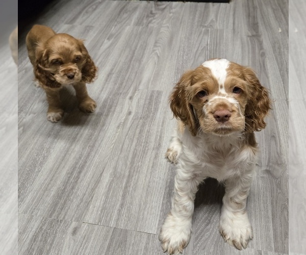 Medium Photo #3 Cocker Spaniel Puppy For Sale in HOLYOKE, MA, USA