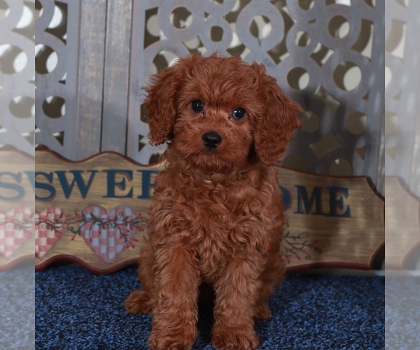 Medium Photo #3 Cavapoo Puppy For Sale in MOUNT VERNON, OH, USA