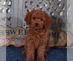 Small #2 Cavapoo