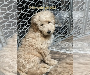 Goldendoodle Puppy for sale in CROTON, MI, USA