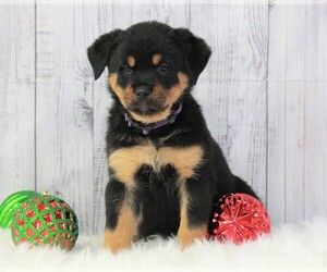 Rottweiler Puppy for sale in APPLE CREEK, OH, USA