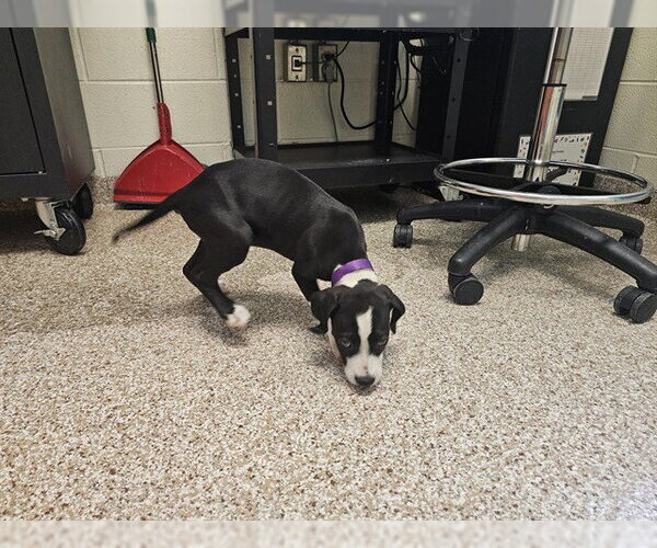 Medium Photo #1 Mutt Puppy For Sale in Pueblo, CO, USA