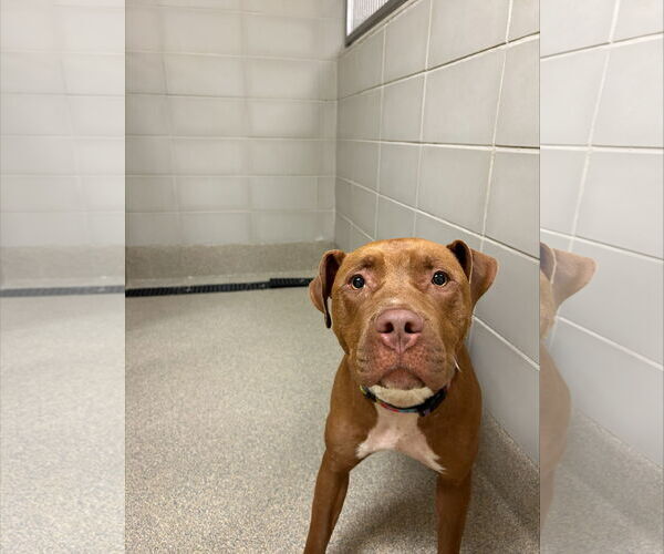 Medium Photo #8 American Pit Bull Terrier-Unknown Mix Puppy For Sale in Virginia Beach, VA, USA