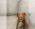 Small #7 American Pit Bull Terrier Mix
