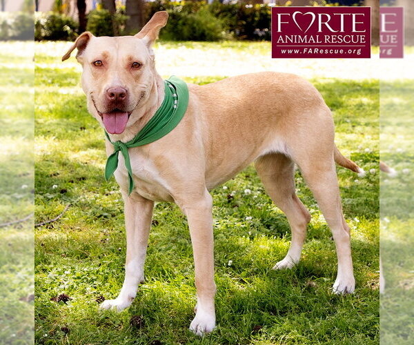 Medium Photo #7 Labrador Retriever-Pharaoh Hound Mix Puppy For Sale in Marina del Rey, CA, USA