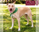 Small #6 Labrador Retriever-Pharaoh Hound Mix