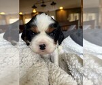 Small Photo #3 Cavalier King Charles Spaniel Puppy For Sale in ACCIDENT, MD, USA