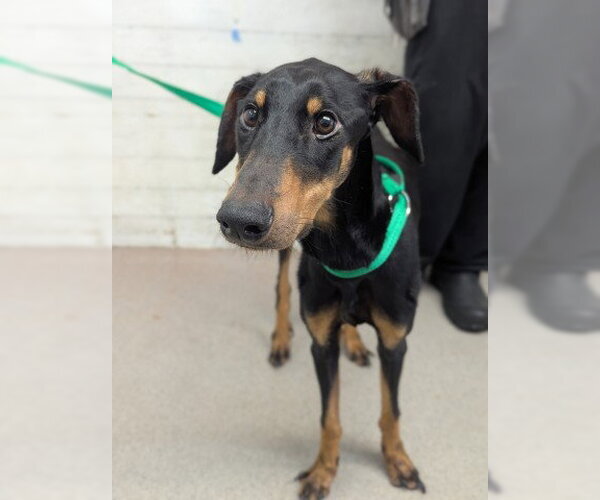 Medium Photo #1 Doberman Pinscher Puppy For Sale in San Bernardino, CA, USA