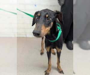 Doberman Pinscher Dogs for adoption in San Bernardino, CA, USA