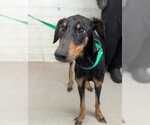 Small Doberman Pinscher