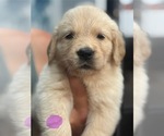 Puppy Lavender Golden Retriever