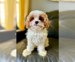 Cavapoo Puppy for sale in OVERLAND PARK, KS, USA