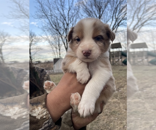 Medium Photo #4 Australian Shepherd Puppy For Sale in TOLEDO, IL, USA