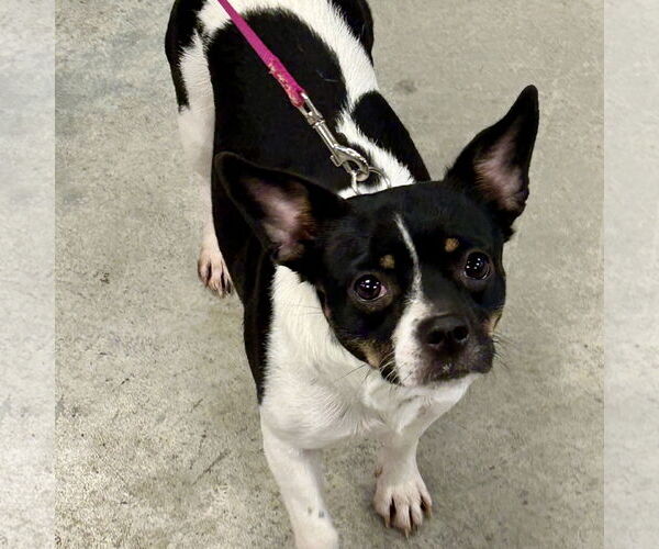 Medium Photo #5 Jack-Rat Terrier Puppy For Sale in Batavia, OH, USA
