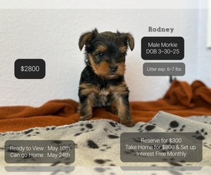 Morkie Puppy for sale in TUCSON, AZ, USA