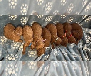 Poodle (Standard) Puppy for sale in GORDONSVILLE, VA, USA