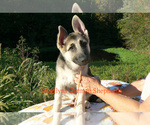 Small #4 German Shepherd Dog