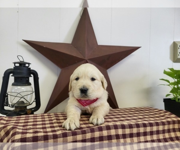 Medium Photo #2 English Cream Golden Retriever Puppy For Sale in GUTHRIE, KY, USA