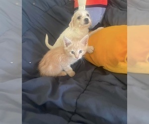 Maltipoo (Miniature)-Mauzer Mix Puppy for sale in VENETA, OR, USA