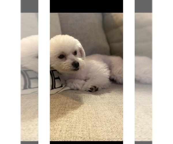 Medium Photo #1 Poodle (Toy) Puppy For Sale in PLAINFIELD, IL, USA