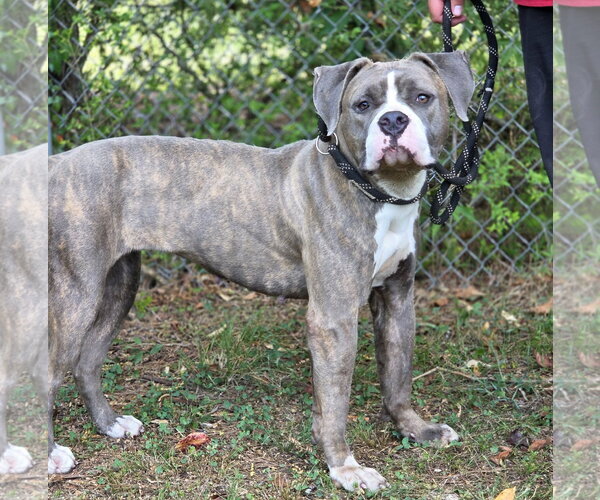 Medium Photo #2 American Pit Bull Terrier-Unknown Mix Puppy For Sale in Anniston, AL, USA