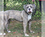 Small #1 American Pit Bull Terrier Mix