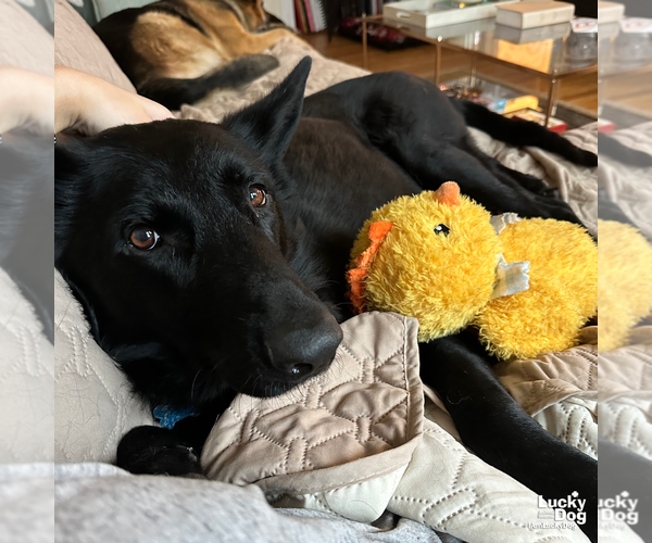 Medium Photo #12 German Shepherd Dog-Unknown Mix Puppy For Sale in Washington, DC, USA