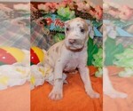 Small Photo #30 Great Dane Puppy For Sale in SPRAGGS, PA, USA