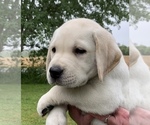 Small Photo #2 Labrador Retriever Puppy For Sale in POCOMOKE, MD, USA