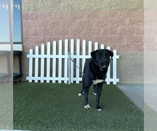 Medium Photo #1 Labrenees Puppy For Sale in Modesto, CA, USA