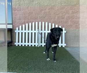 Labrenees Dogs for adoption in Modesto, CA, USA