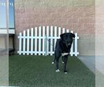 A615473 - Female Labrenees Dog for Adoption - Small photo