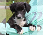 Small #1 Catahoula Leopard Dog-Labrador Retriever Mix