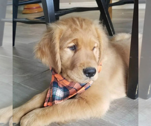 Golden Retriever Puppy for sale in LOS ANGELES, CA, USA