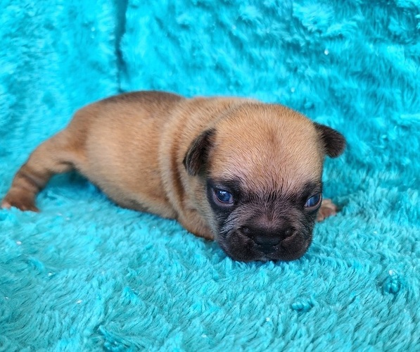 Medium Photo #5 French Bulldog Puppy For Sale in LAS VEGAS, NV, USA