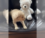 Small Photo #7 Golden Retriever Puppy For Sale in STAFFORD, VA, USA